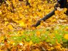 Čovek duvačem za lišće prikuplja opalo jesenje lišće i sređuje dvorište