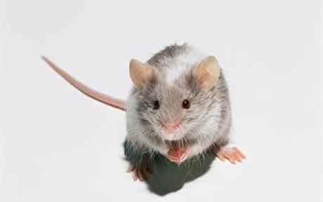 mouse_1506843c